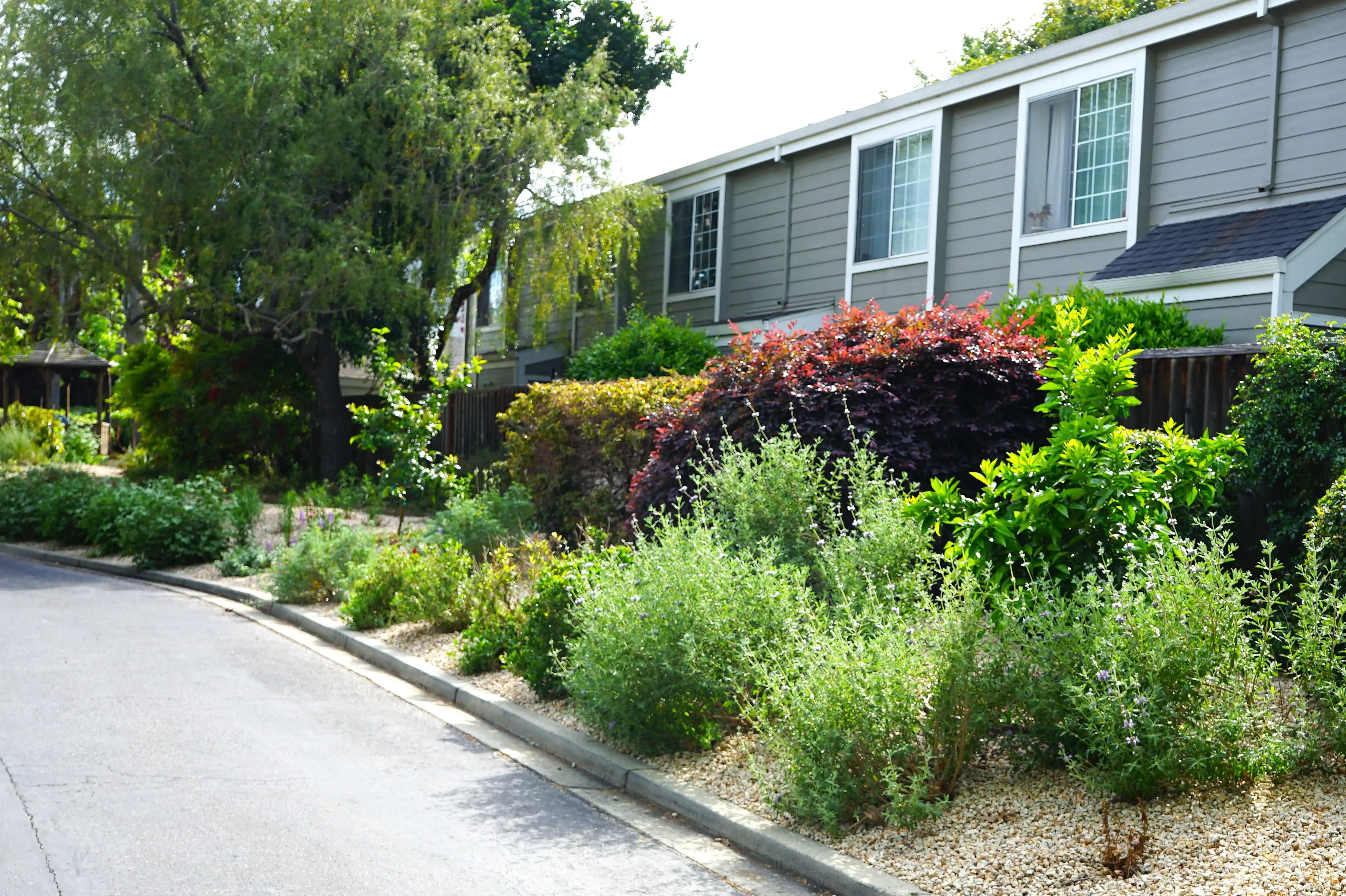 hoa-native-landscaping-after