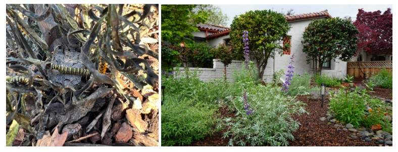 9 Drought‑Tolerant Landscaping Ideas: California Home Edition [2025] 2